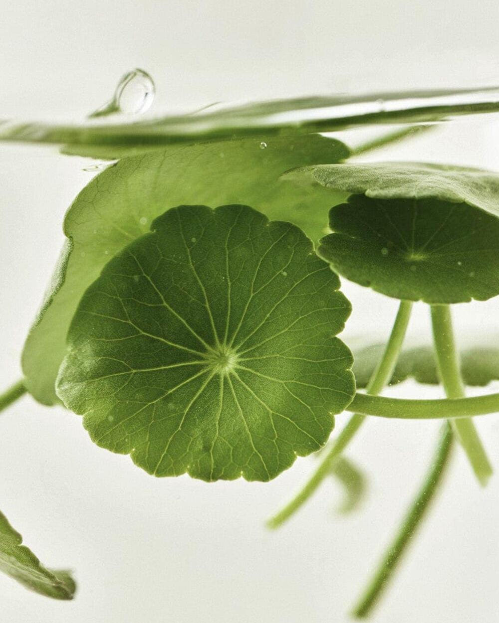 [Beauty of Joseon] Centella Asiatica Calming Mask 25ml X 10ea | Korean Skincare | Skin Science Lab