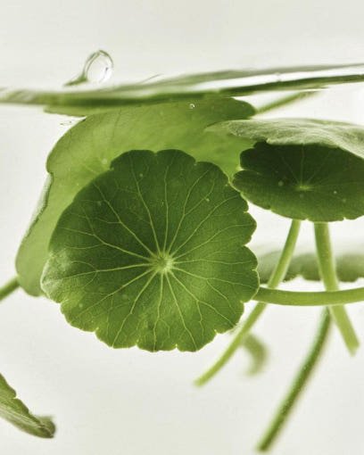 [Beauty of Joseon] Light On Serum : Centella + Vita C 30ml | Korean Skincare | Skin Science Lab